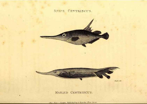 Reproducción/Reproduction 49827385502: General zoology, or Systematic natural history. London,Printed for G. Kearsley,1800-1826.. 