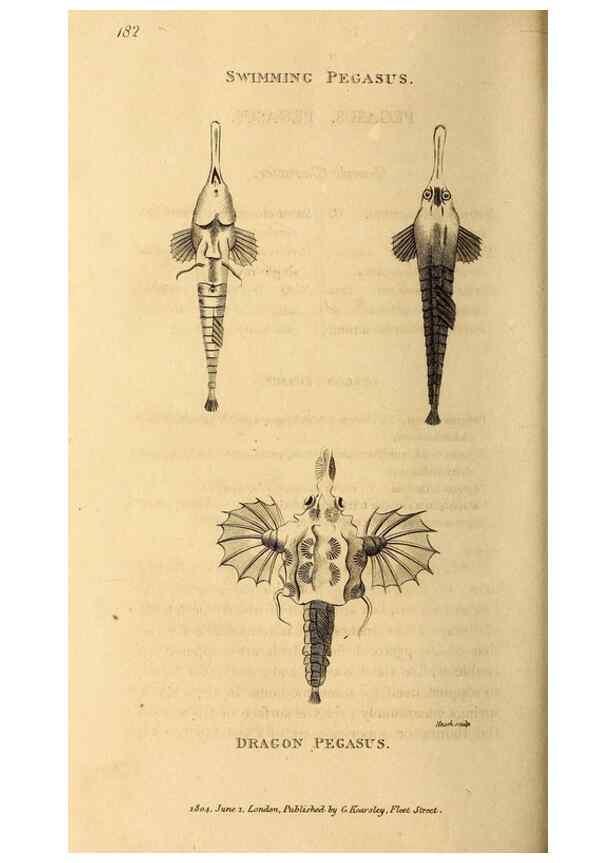 Reproducción/Reproduction 49826539363: General zoology, or Systematic natural history. London,Printed for G. Kearsley,1800-1826.. 