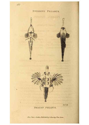 Reproducción/Reproduction 49826539363: General zoology, or Systematic natural history. London,Printed for G. Kearsley,1800-1826.. 