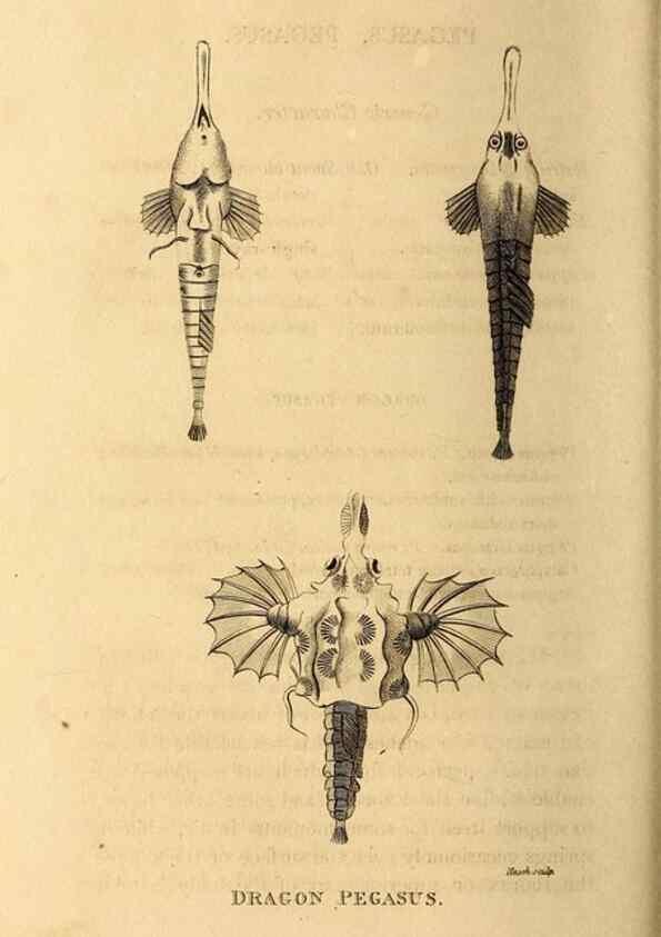 Reproducción/Reproduction 49826539363: General zoology, or Systematic natural history. London,Printed for G. Kearsley,1800-1826.. 