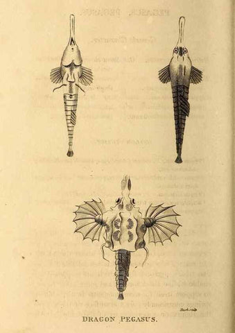 Reproducción/Reproduction 49826539363: General zoology, or Systematic natural history. London,Printed for G. Kearsley,1800-1826.. 
