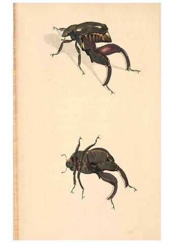 Reproducción/Reproduction 49827196486: General zoology, or Systematic natural history. London,Printed for G. Kearsley,1800-1826.. 