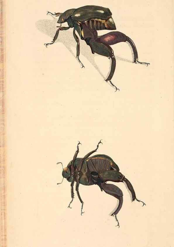 Reproducción/Reproduction 49827196486: General zoology, or Systematic natural history. London,Printed for G. Kearsley,1800-1826.. 