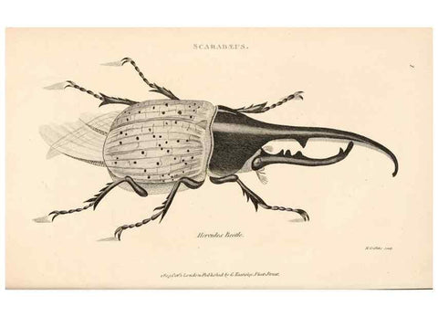Reproducción/Reproduction 49827510842: General zoology, or Systematic natural history. London,Printed for G. Kearsley,1800-1826.. 