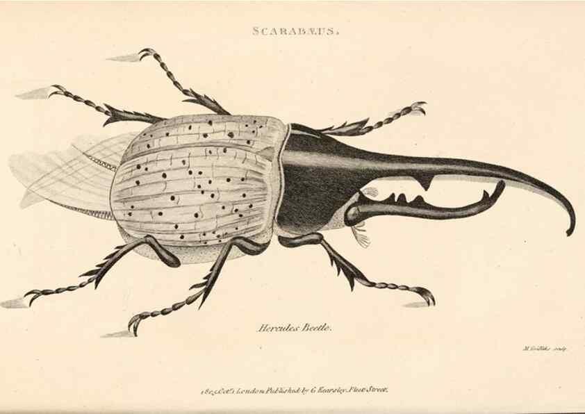 Reproducción/Reproduction 49827510842: General zoology, or Systematic natural history. London,Printed for G. Kearsley,1800-1826.. 