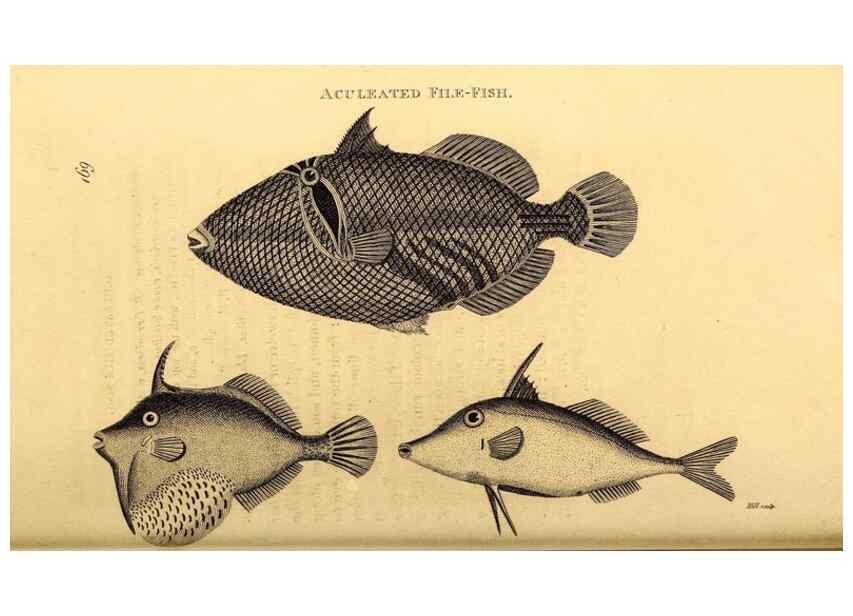 Reproducción/Reproduction 49827382627: General zoology, or Systematic natural history. London,Printed for G. Kearsley,1800-1826.. 