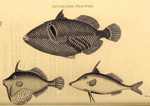 Reproducción/Reproduction 49827382627: General zoology, or Systematic natural history. London,Printed for G. Kearsley,1800-1826.. 