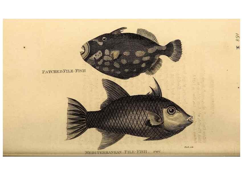 Reproducción/Reproduction 49826536223: General zoology, or Systematic natural history. London,Printed for G. Kearsley,1800-1826.. 
