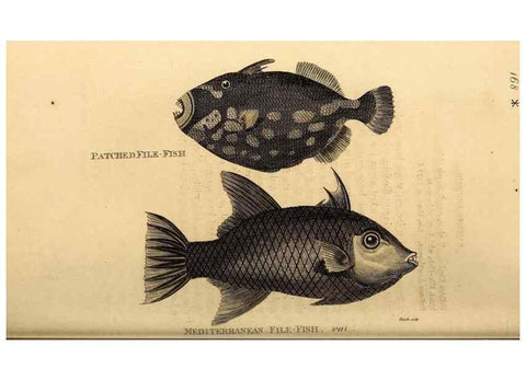 Reproducción/Reproduction 49826536223: General zoology, or Systematic natural history. London,Printed for G. Kearsley,1800-1826.. 