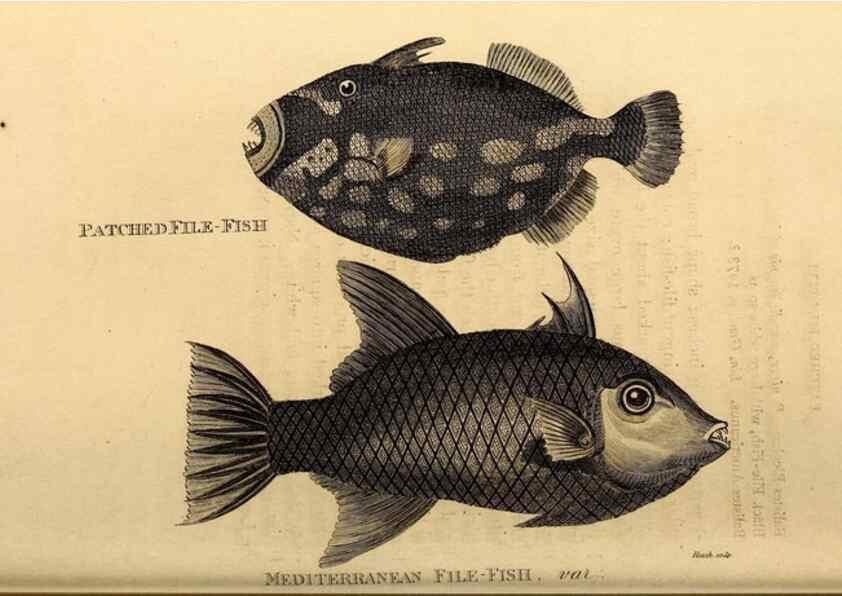 Reproducción/Reproduction 49826536223: General zoology, or Systematic natural history. London,Printed for G. Kearsley,1800-1826.. 