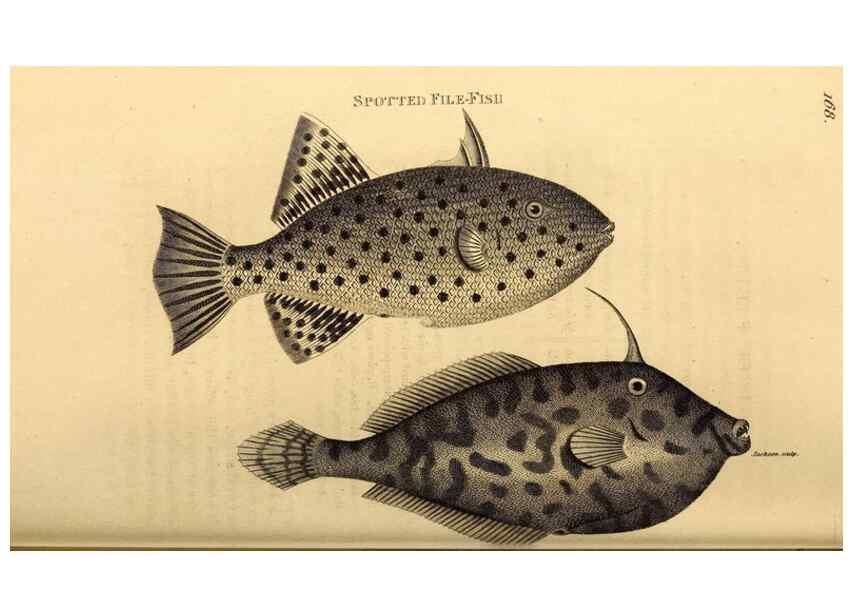 Reproducción/Reproduction 49827068886: General zoology, or Systematic natural history. London,Printed for G. Kearsley,1800-1826.. 