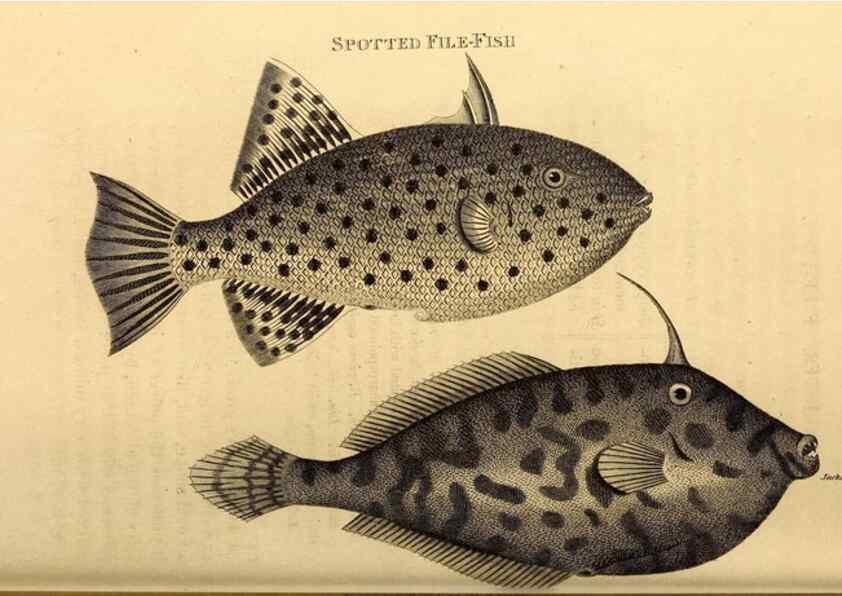 Reproducción/Reproduction 49827068886: General zoology, or Systematic natural history. London,Printed for G. Kearsley,1800-1826.. 