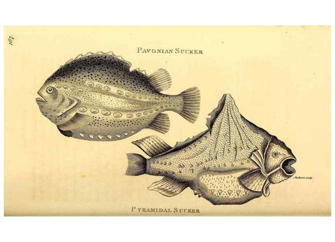 Reproducción/Reproduction 49827068691: General zoology, or Systematic natural history. London,Printed for G. Kearsley,1800-1826.. 