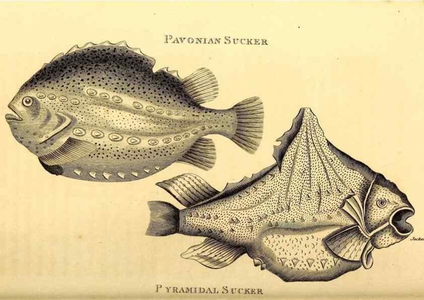 Reproducción/Reproduction 49827068691: General zoology, or Systematic natural history. London,Printed for G. Kearsley,1800-1826.. 