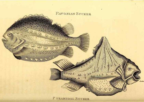 Reproducción/Reproduction 49827068691: General zoology, or Systematic natural history. London,Printed for G. Kearsley,1800-1826.. 