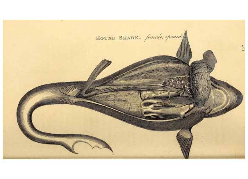 Reproducción/Reproduction 49827065241: General zoology, or Systematic natural history. London,Printed for G. Kearsley,1800-1826.. 