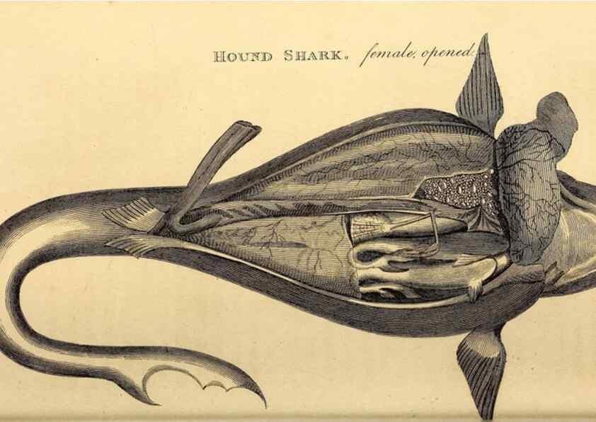 Reproducción/Reproduction 49827065241: General zoology, or Systematic natural history. London,Printed for G. Kearsley,1800-1826.. 