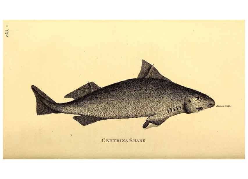 Reproducción/Reproduction 49826532073: General zoology, or Systematic natural history. London,Printed for G. Kearsley,1800-1826.. 