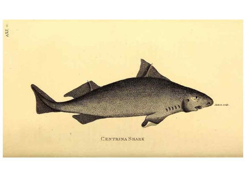 Reproducción/Reproduction 49826532073: General zoology, or Systematic natural history. London,Printed for G. Kearsley,1800-1826.. 