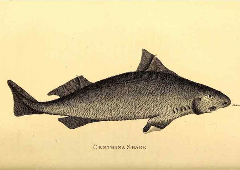 Reproducción/Reproduction 49826532073: General zoology, or Systematic natural history. London,Printed for G. Kearsley,1800-1826.. 