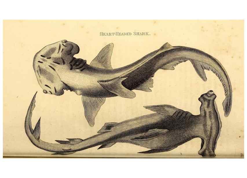 Reproducción/Reproduction 49826532353: General zoology, or Systematic natural history. London,Printed for G. Kearsley,1800-1826.. 