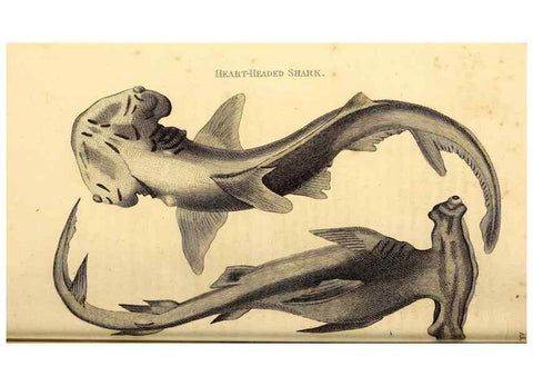 Reproducción/Reproduction 49826532353: General zoology, or Systematic natural history. London,Printed for G. Kearsley,1800-1826.. 