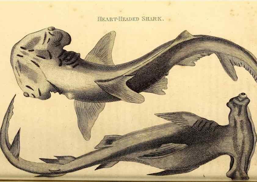 Reproducción/Reproduction 49826532353: General zoology, or Systematic natural history. London,Printed for G. Kearsley,1800-1826.. 
