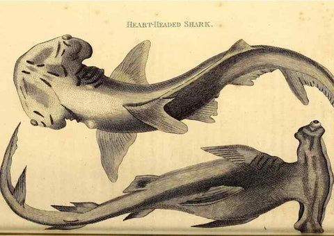 Reproducción/Reproduction 49826532353: General zoology, or Systematic natural history. London,Printed for G. Kearsley,1800-1826.. 