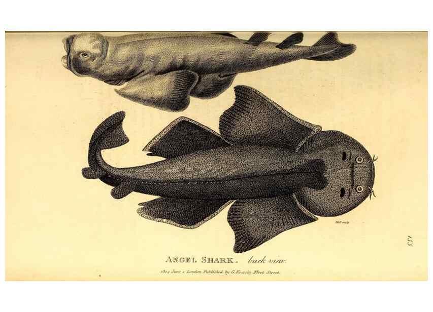 Reproducción/Reproduction 49827065936: General zoology, or Systematic natural history. London,Printed for G. Kearsley,1800-1826.. 