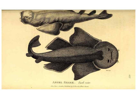 Reproducción/Reproduction 49827065936: General zoology, or Systematic natural history. London,Printed for G. Kearsley,1800-1826.. 