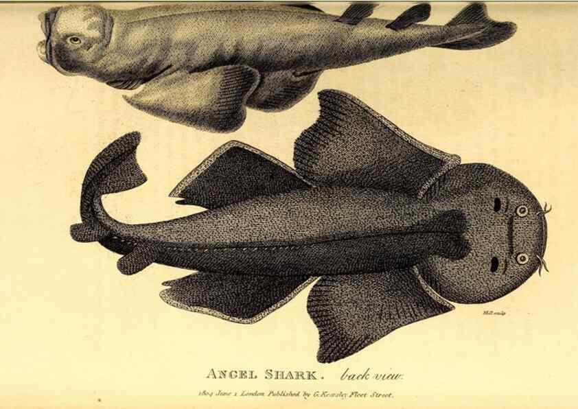 Reproducción/Reproduction 49827065936: General zoology, or Systematic natural history. London,Printed for G. Kearsley,1800-1826.. 