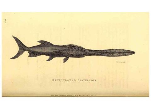 Reproducción/Reproduction 49826532828: General zoology, or Systematic natural history. London,Printed for G. Kearsley,1800-1826.. 