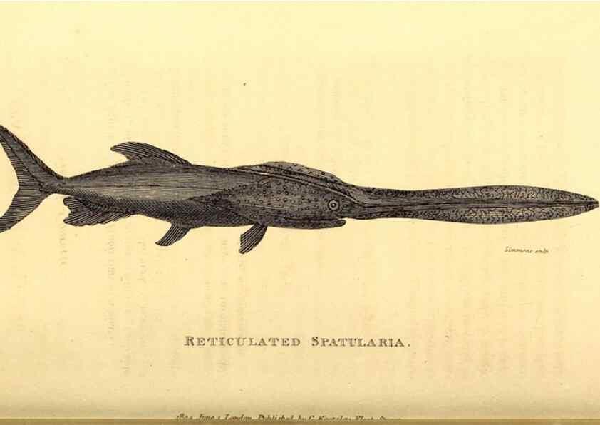 Reproducción/Reproduction 49826532828: General zoology, or Systematic natural history. London,Printed for G. Kearsley,1800-1826.. 
