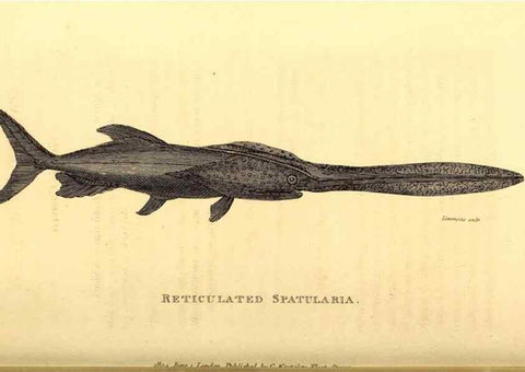 Reproducción/Reproduction 49826532828: General zoology, or Systematic natural history. London,Printed for G. Kearsley,1800-1826.. 