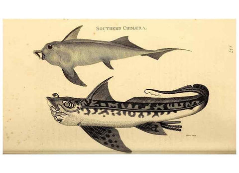 Reproducción/Reproduction 49827066391: General zoology, or Systematic natural history. London,Printed for G. Kearsley,1800-1826.. 
