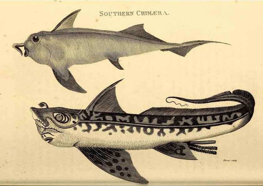 Reproducción/Reproduction 49827066391: General zoology, or Systematic natural history. London,Printed for G. Kearsley,1800-1826.. 