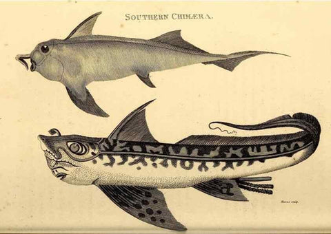 Reproducción/Reproduction 49827066391: General zoology, or Systematic natural history. London,Printed for G. Kearsley,1800-1826.. 