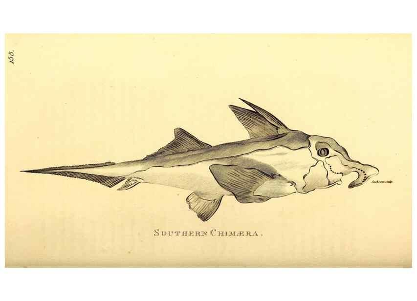 Reproducción/Reproduction 49827066621: General zoology, or Systematic natural history. London,Printed for G. Kearsley,1800-1826.. 