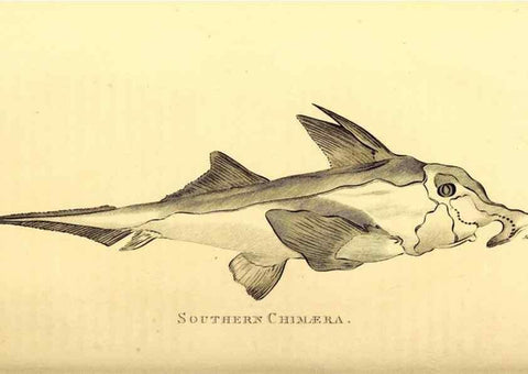 Reproducción/Reproduction 49827066621: General zoology, or Systematic natural history. London,Printed for G. Kearsley,1800-1826.. 