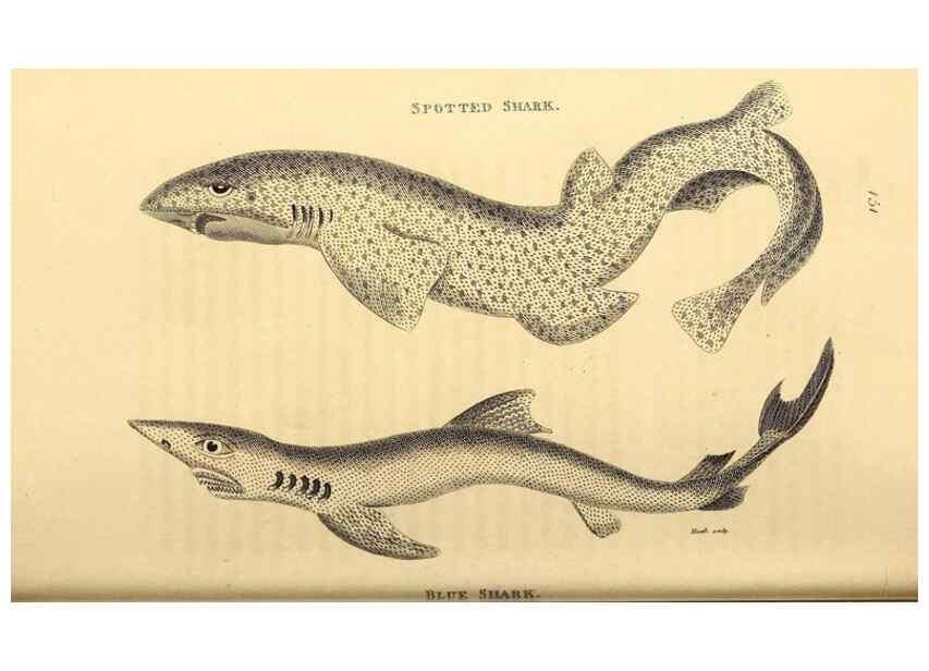 Reproducción/Reproduction 49827377807: General zoology, or Systematic natural history. London,Printed for G. Kearsley,1800-1826.. 