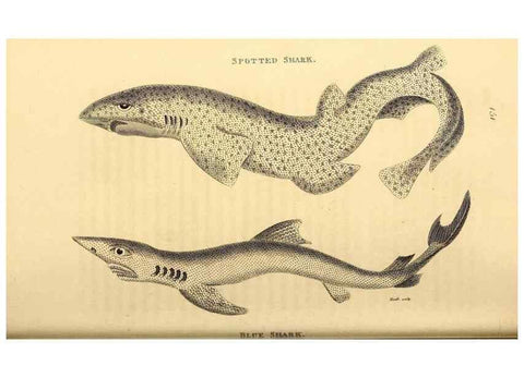 Reproducción/Reproduction 49827377807: General zoology, or Systematic natural history. London,Printed for G. Kearsley,1800-1826.. 