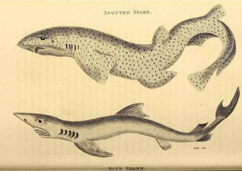 Reproducción/Reproduction 49827377807: General zoology, or Systematic natural history. London,Printed for G. Kearsley,1800-1826.. 