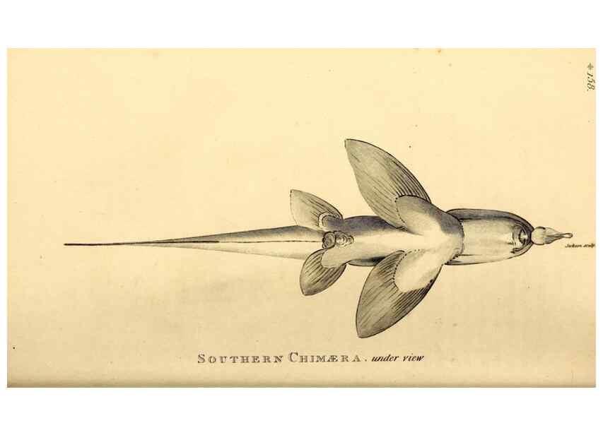 Reproducción/Reproduction 49827379837: General zoology, or Systematic natural history. London,Printed for G. Kearsley,1800-1826.. 