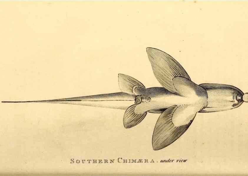Reproducción/Reproduction 49827379837: General zoology, or Systematic natural history. London,Printed for G. Kearsley,1800-1826.. 