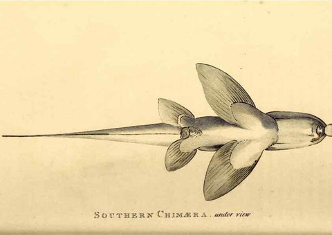 Reproducción/Reproduction 49827379837: General zoology, or Systematic natural history. London,Printed for G. Kearsley,1800-1826.. 