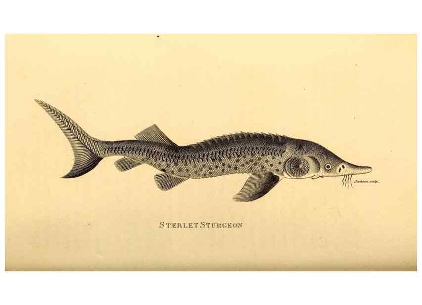 Reproducción/Reproduction 49827380192: General zoology, or Systematic natural history. London,Printed for G. Kearsley,1800-1826.. 