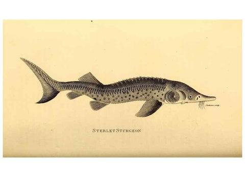 Reproducción/Reproduction 49827380192: General zoology, or Systematic natural history. London,Printed for G. Kearsley,1800-1826.. 