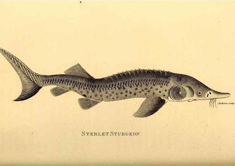 Reproducción/Reproduction 49827380192: General zoology, or Systematic natural history. London,Printed for G. Kearsley,1800-1826.. 