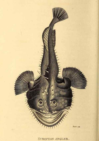 Reproducción/Reproduction 49826534273: General zoology, or Systematic natural history. London,Printed for G. Kearsley,1800-1826.. 