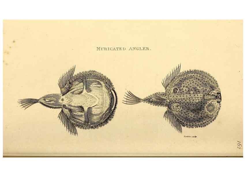 Reproducción/Reproduction 49826534493: General zoology, or Systematic natural history. London,Printed for G. Kearsley,1800-1826.. 